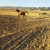 اسب ( مادیان)