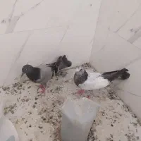 کبوتر کفتر اصفهانی