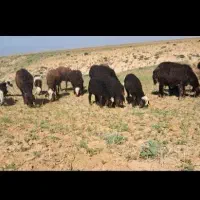 گوسفند. چران