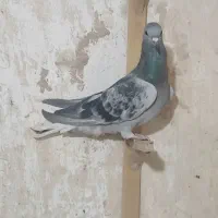 کفتر بدرنگ دم سفید