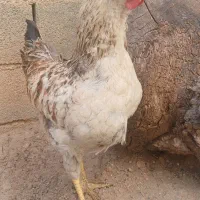 دو  عدد خروس گلپایگانی