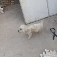 فروش سگ