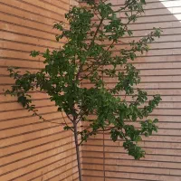 زمین-بالته