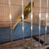 قنای رسمی بلند شاخص