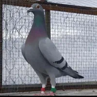 کبوتر