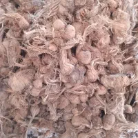 فروش پیاززعفران