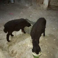 دوتا بره ماده