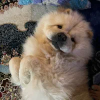 چاوچاو‌کشش (جفت گیری)