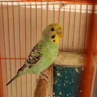 مرغ عشق|پرنده|دهگلان, |دیوار