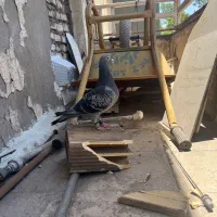 پرنده کبوتر ماده هلند شجره دار هرمنس وارداتی