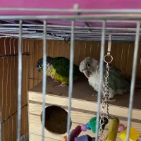 سه جفت گرینچیک مولد کار داده تضمینی