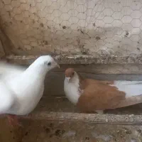 کفتر یاهو