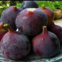 انجیر۵۹۸۰۰حراج شد،آرست مارکت زیباشهر ارسال دزفول