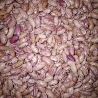 لوبیا چیتی
