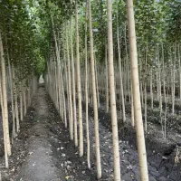 نهالستان صنوبر و گردو بادام انواع میوه