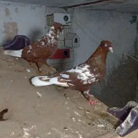 کفتر افغانی کاکلی