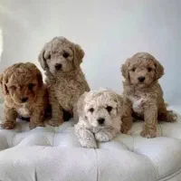 توی پودل نر و ماده کیفیت بمب