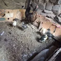 مرغ رسمی همراه جوجه رسمی