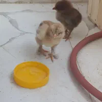 فروش فوری