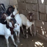 کهر بز|حیوانات مزرعه|کاکی, |دیوار