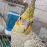 عروس هلندی