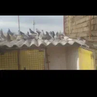 کبوتران پرشی ساعت زده