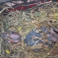 جوجه مینا