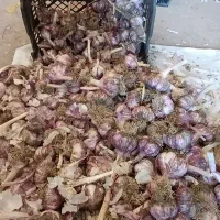 سیر بذری آذر شهر درجه یک و دو نقد و نسیه