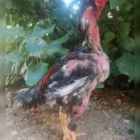 خروس لاری