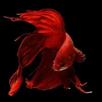 فروش ویژه ماهی فایترهای کلکسیونی آبزی پروری توس