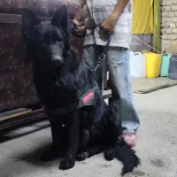ژرمن بلک ماده