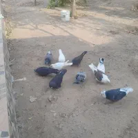 کبوتر پرشی تهرانی