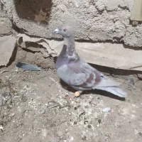 کبوتر