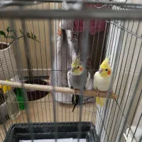 دو جفت عروس هلندی با جوجه