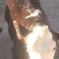 خرید و فروش گاو گوساله