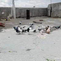 کبوتر رنگی وسبزو مگس