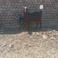 سلام یک راس بز پاکستانی کولار جوان