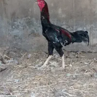 خروس دورگه لاری