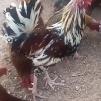 خروس گلین