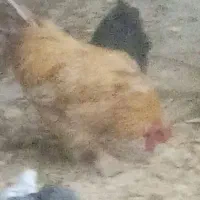مرغ و خروس
