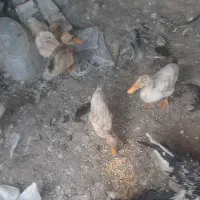 ۶اردک کوچولو۵جوجه کاکلی