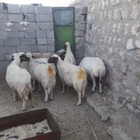 ۸راس میش جوان داشتی جفتی۴۸ملیون