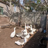 غاز|حیوانات مزرعه|مینودشت, |دیوار