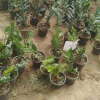 فروش گل زیر قیمت بازار