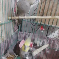 یه جفت عروس هلندی