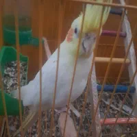 عروس هلندی