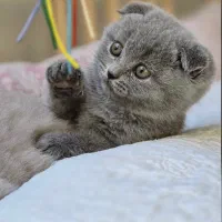 بچه گربه اسکاتیش بلو و لیلاک