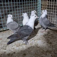 جوجه کلاغ کربلایی سیاه و سبز