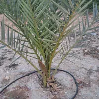 پاجوش پیارم.اصلی