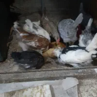 ۹تا مرغ و۱خروس تعدای نیمچه گلین از۲تا۵ماه